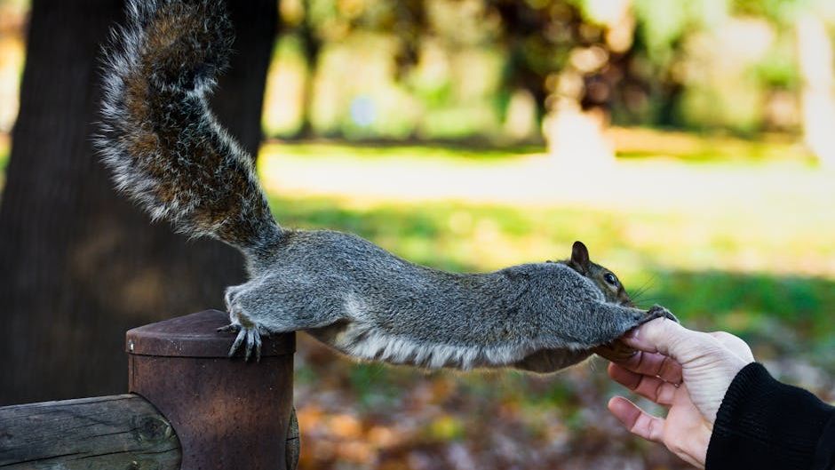What Squirrels Are Really Doing When They Stare at You From Trees