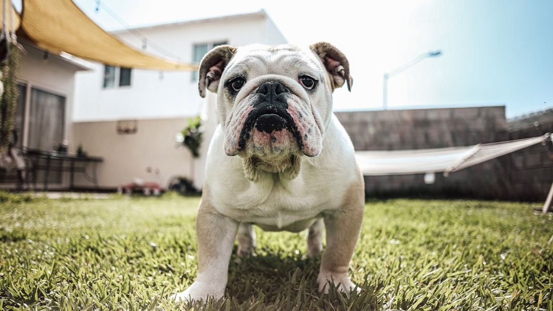 The Dog Breed That Matches Your Birth Month (And Why It Matters for Your Bond)