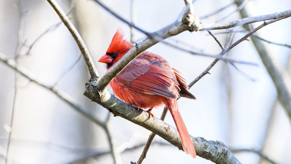 8 Things Cardinals Do That Mean a Harsh Winter Is Coming (Your Grandmother Was Right)