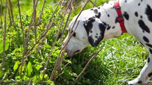 Psychology Says If Your Dog Suddenly Refuses to Go in the Backyard, Animal Behaviorists Say a Predator Has Been There