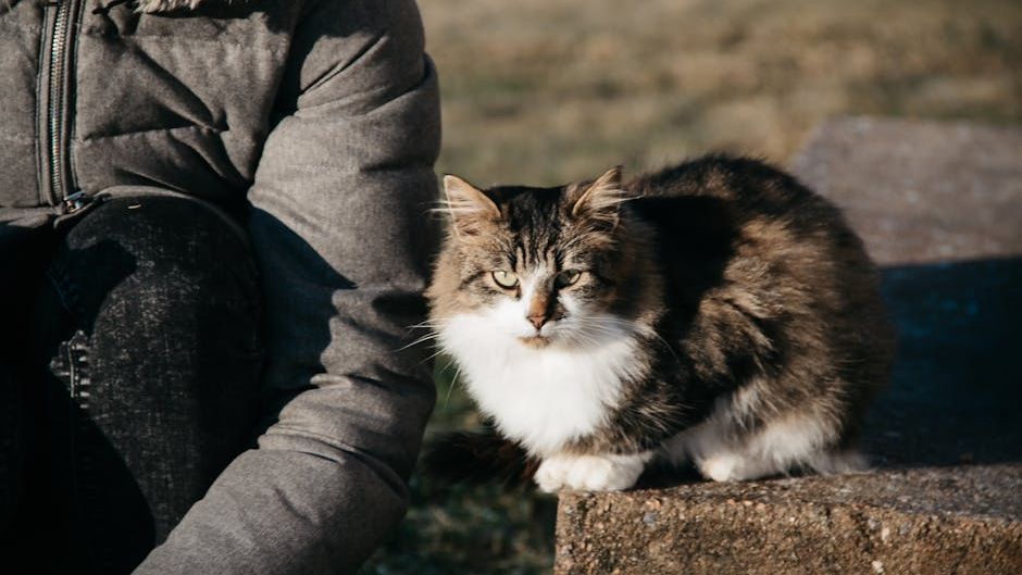 The One Thing You Do Every Day That Makes Your Cat Think You're Another Cat