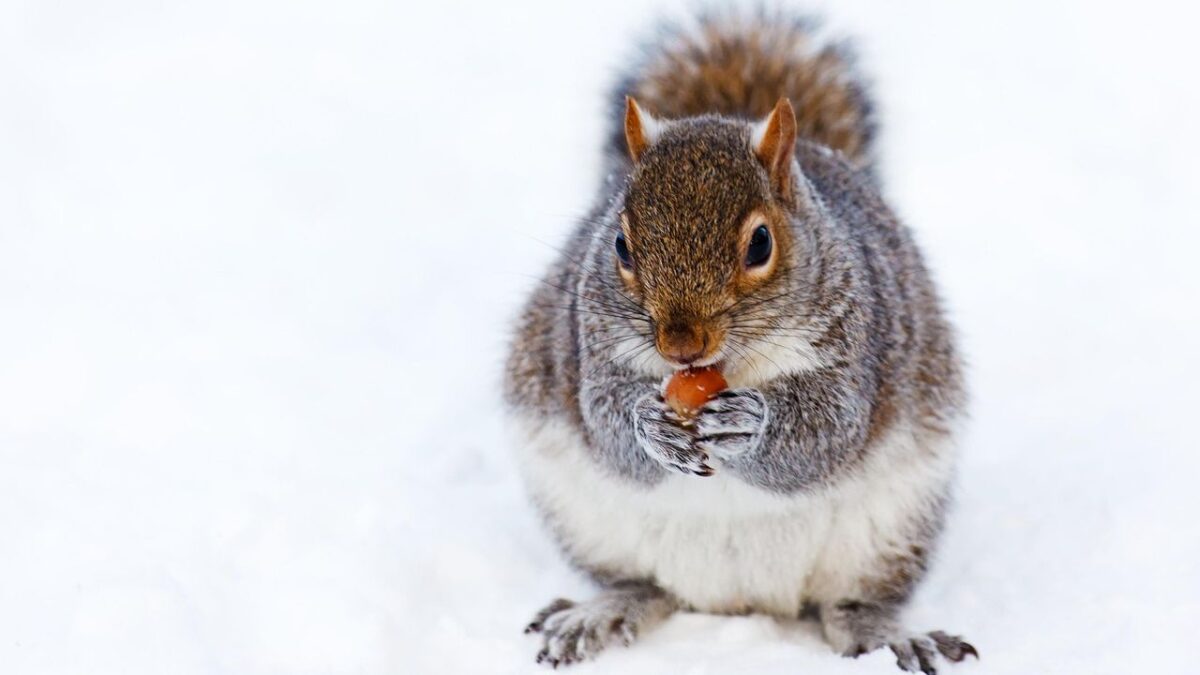 What It Means When Squirrels Suddenly Disappear From Your Yard For Days