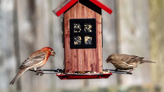 8 Innocent Mistakes That Make Wild Animals Think Your Home Is Their Territory