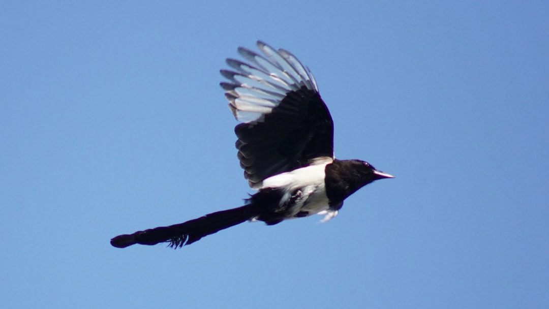 One for Sorrow, Two for Joy: How the Magpie Became Steeped in Myth and Legend