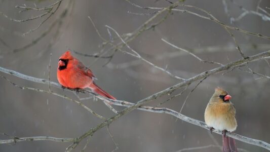 Why Cardinals Always Travel in Pairs (The Reason Will Surprise You)