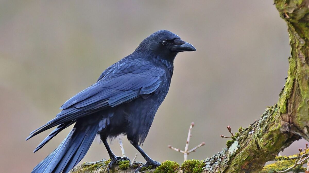 Psychology Says If You See A Large Gathering Of Crows In Your Yard At Dawn, It Is A Sign Of Complex Social Behavior And High Intelligence