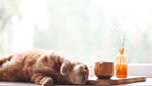 10 Things Cats Do Hours Before They Die That Most Owners Miss Completely