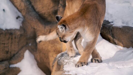 The Best National Park To Spot Mountain Lions