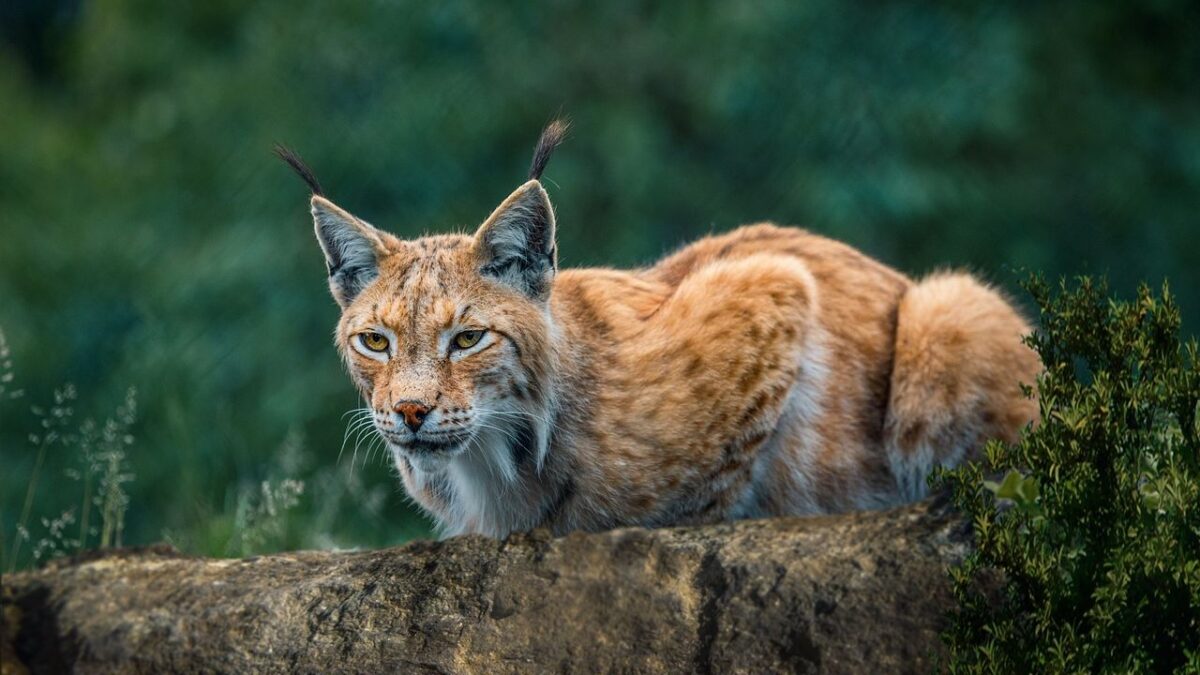 The US States With The Most Bobcats