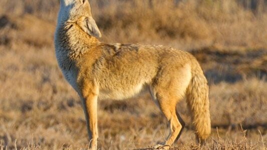 What It Means When You Hear Coyotes Howling Near Your Neighborhood at Night