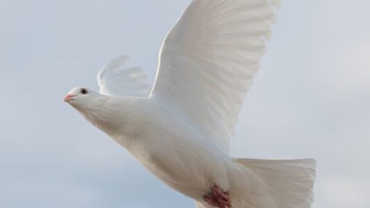 What It Means When a Mourning Dove Visits Your Home Repeatedly (According to Generations of Belief)