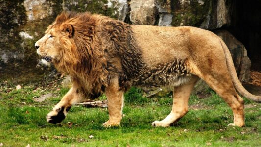 What Animal Are You Based on Your Moon Sign