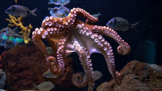 10 Biological Facts About Octopuses That Suggest They Experience a Form of Consciousness Entirely Different From Anything Scientists Have Studied