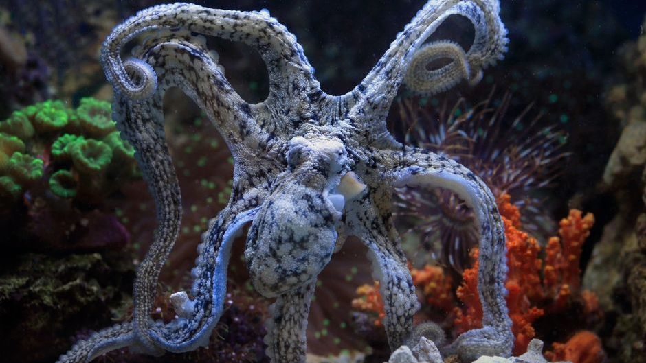 Octopuses That Problem-Solve in Isolation May Be Running Inner Simulations Similar in Function to Human Imagination