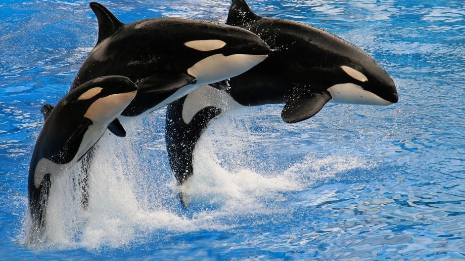 Neuroscience Says Orca Grandmothers Carry Decades of Knowledge Their Families Depend On to Survive