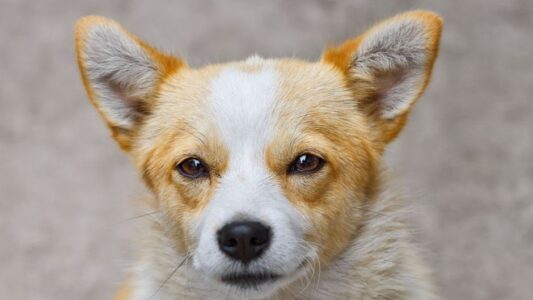 Psychology Says the Reason Some Dogs Stare Directly Into Human Eyes Has Less to Do With Obedience and More to Do With 15,000 Years of Co-Evolving Emotional Circuitry