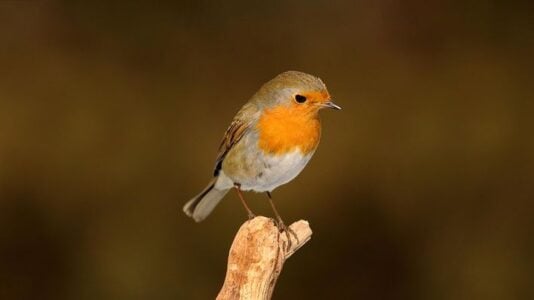What It Means When a Robin Builds a Nest Near Your Front Door (According to Old Traditions)