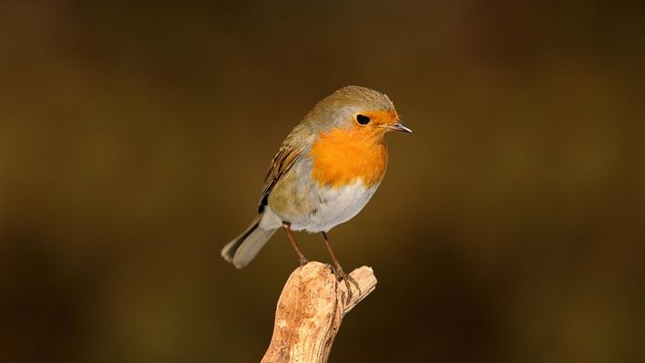 What It Means When a Robin Builds a Nest Near Your Front Door (According to Old Traditions)