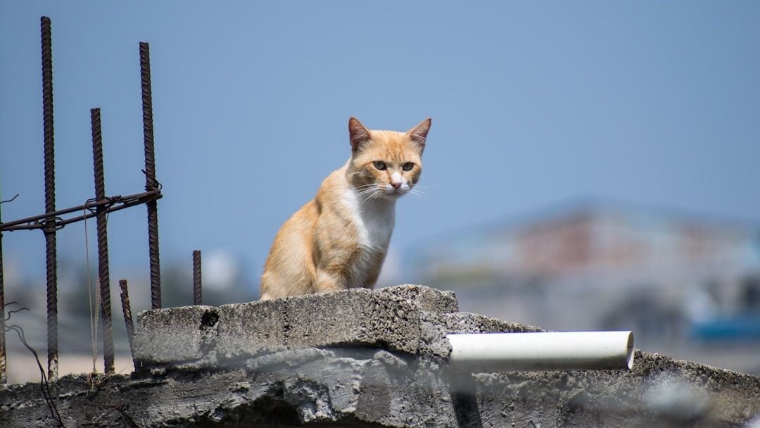 8 Animals That Can Sense Earthquakes Before Humans
