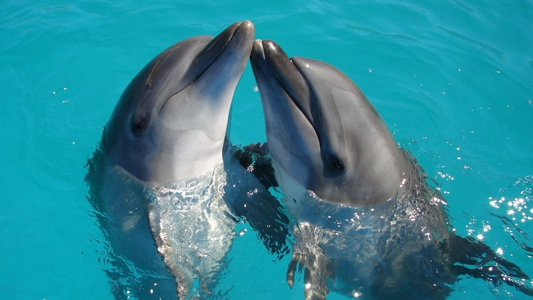 Research Says Dolphins That Call Each Other by Unique Sounds May Have the Closest Thing to Personal Identity Found Outside the Human Species