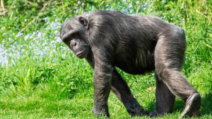 Science Says the Last Common Ancestor of Humans and Chimpanzees May Have Walked Upright in Ways That Completely Rewrite Our Earliest Origin Story