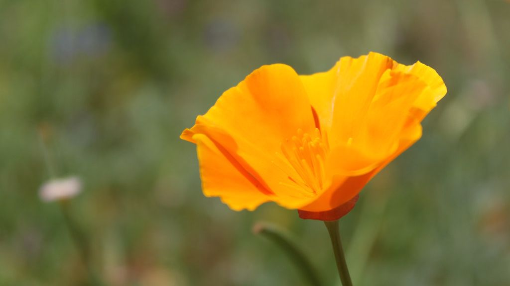 10 Rare Desert Flowers That Bloom Only Under Perfect Conditions