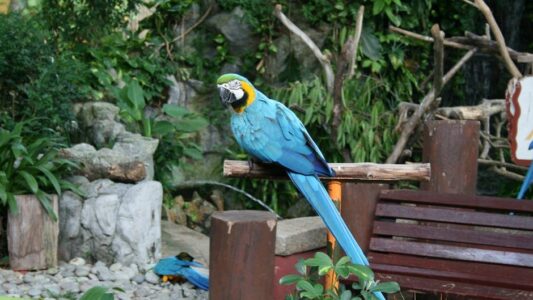 When a Wild Bird Returns to the Same Human’s Garden Year After Year It Has Encoded That Location as Safe and That Person as a Non-Threat – a Memory Precision That Still Surprises the Ornithologists Who Study It