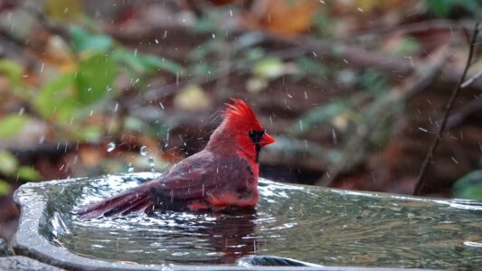 12 Things Cardinals Do That Older Generations Always Paid Attention To