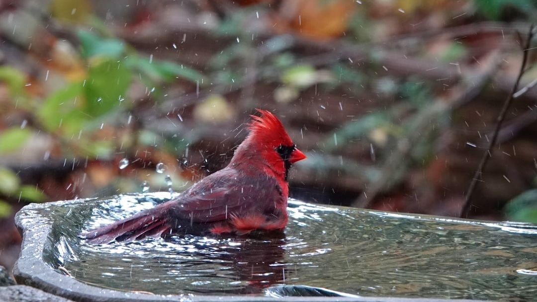 12 Things Cardinals Do That Older Generations Always Paid Attention To