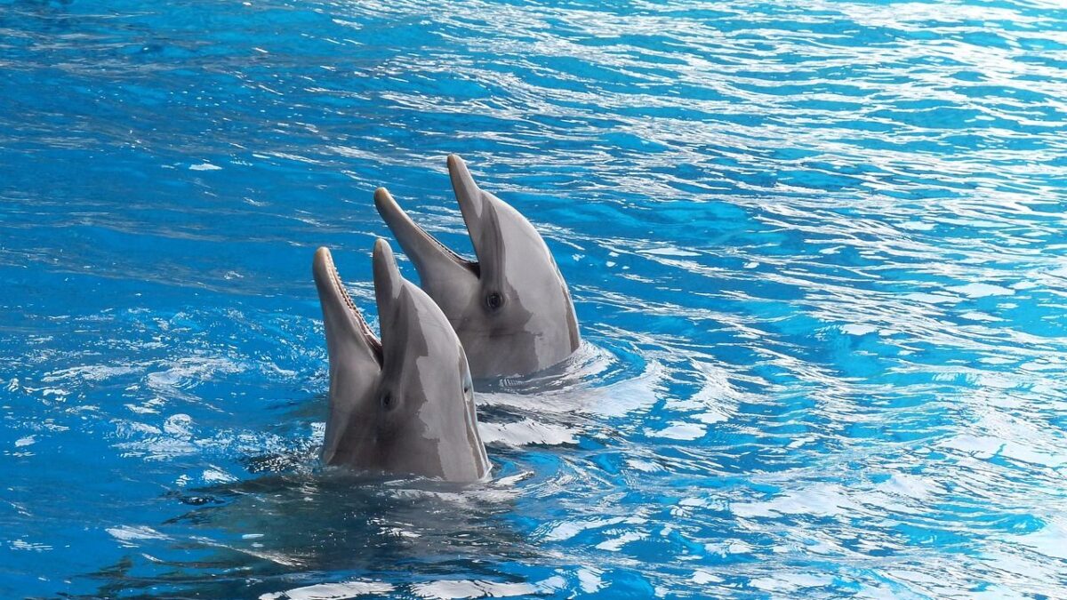 Research Says Dolphins That Call Each Other by Unique Sounds May Have the Closest Thing to Personal Identity Found Outside the Human Species