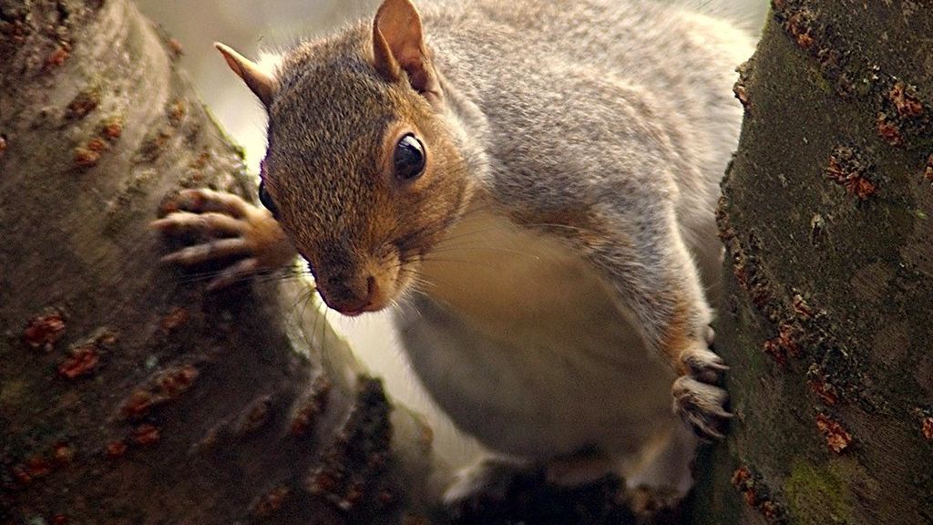 Why Squirrels Sometimes Sit Still and Stare at Humans for Minutes