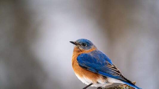 What It Means When You Keep Seeing the Same Bluebird Everywhere