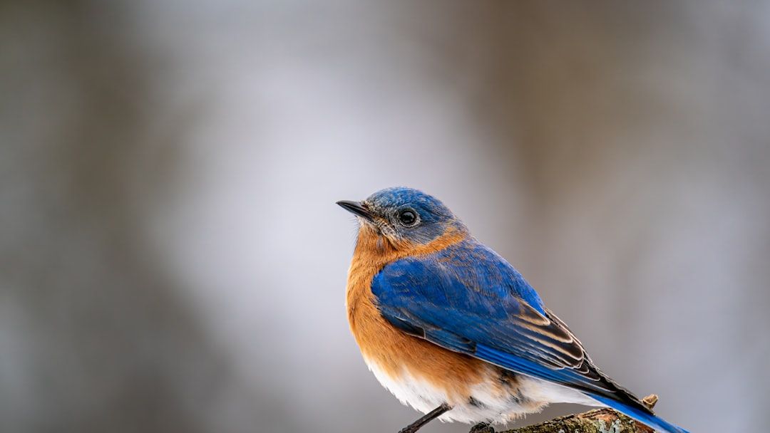What It Means When You Keep Seeing the Same Bluebird Everywhere