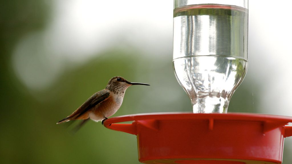 12 Things Hummingbirds Notice About Your Yard Before They Stay