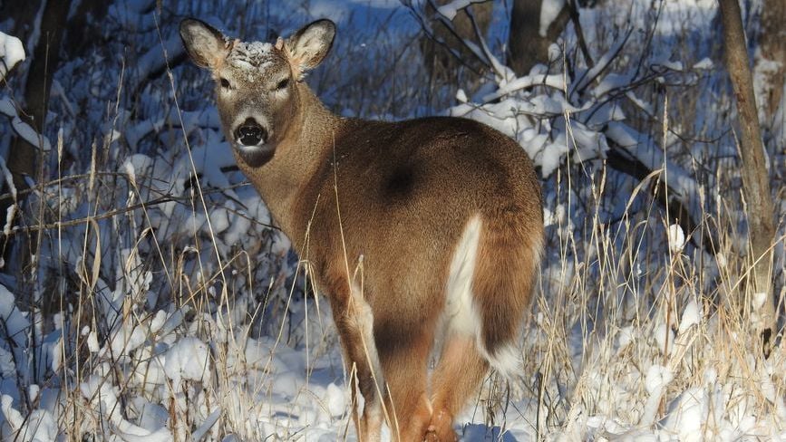 11 Backyard Animals That Quietly Watch Humans More Than We Realize