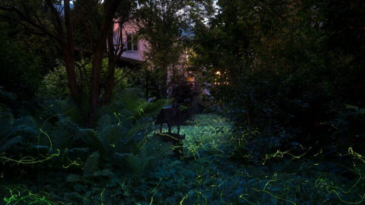 10 Amazing Facts About Fireflies That Make Summer Nights Feel Almost Magical