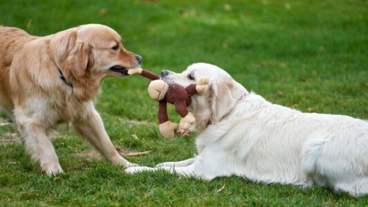 Why Dogs Bring Toys to Upset Humans Is More Fascinating Than Most People Realize