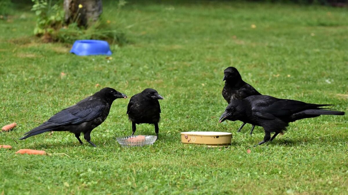 Why Crows Sometimes Leave “Gifts” for Certain Humans