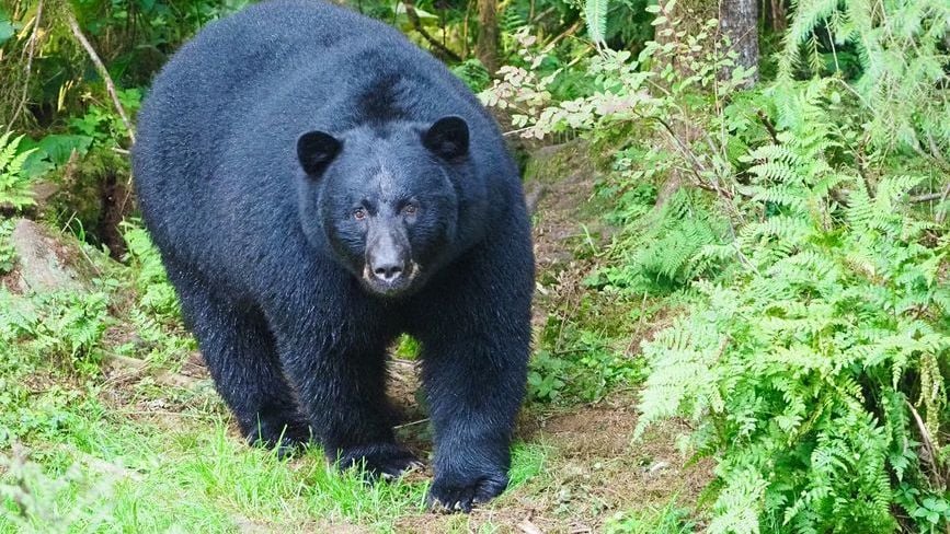 10 States With the Highest Bear Populations in America