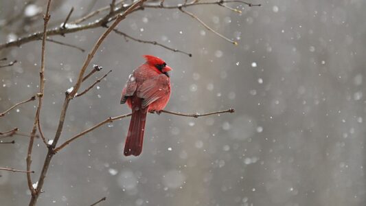 What It Means When Cardinals Appear During Difficult Times (According to Folklore)
