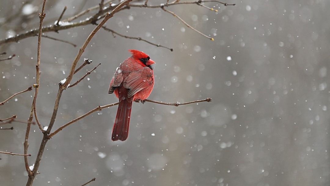 What It Means When Cardinals Appear During Difficult Times (According to Folklore)