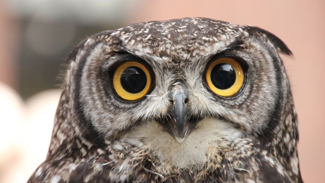 Why Owls Stare at Humans Longer Than Most Wild Birds