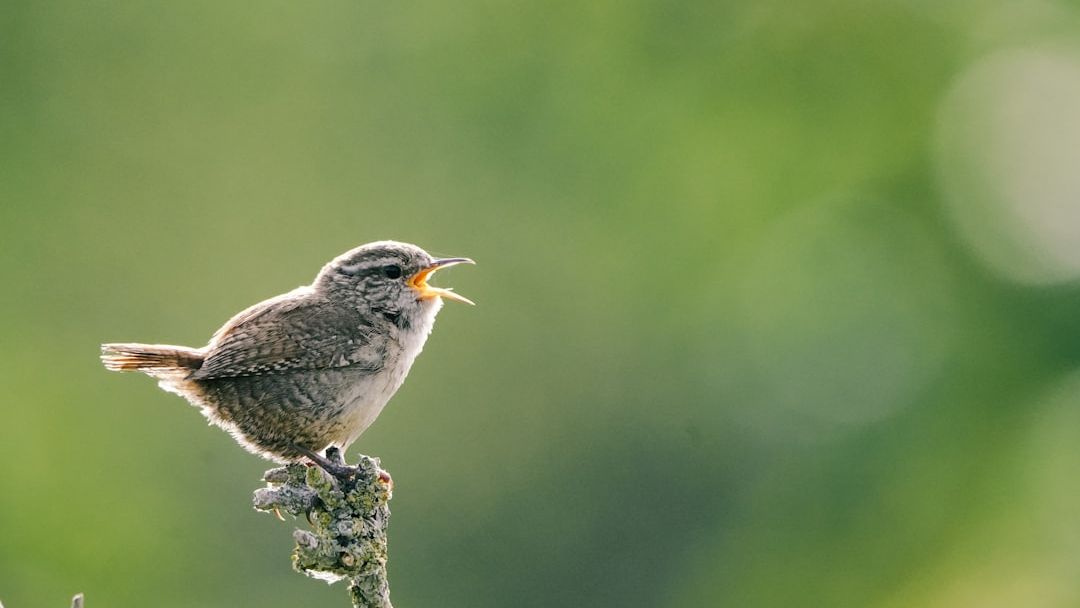 Why Certain Birds Start Singing Before Sunrise Long Before Others Wake Up