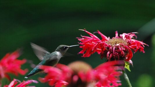 14 Simple Ways to Bring More Hummingbirds to Your Yard This Year