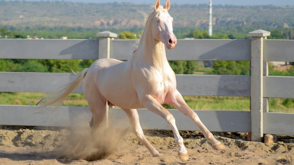 16 Horse Breeds Experienced Equestrians Say First-Timers Should Never Start With