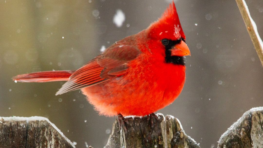 10 Backyard Birds That Become Unusually Loud Right Before a Storm