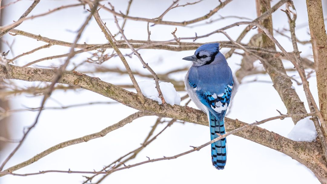 Why Blue Jays Scream Loudly When Hawks Are Nearby