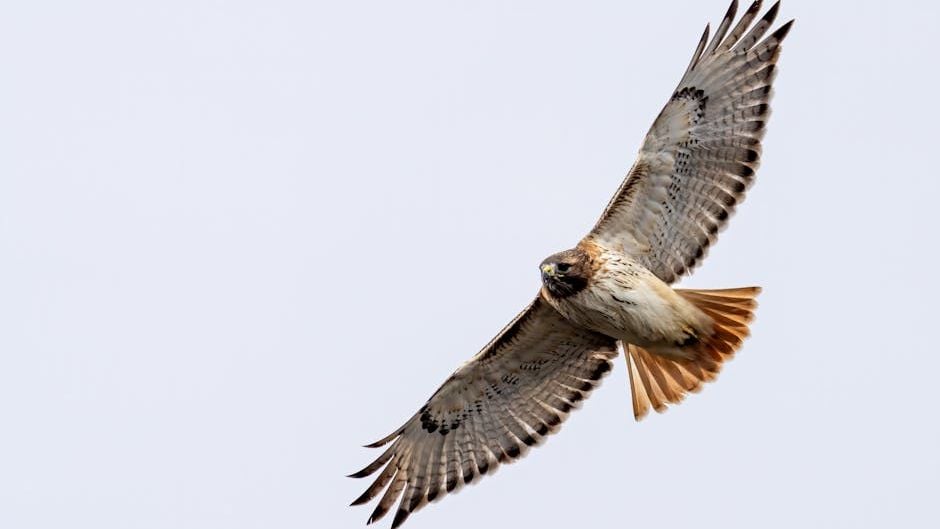 What It Means When a Hawk Circles Above Your House Repeatedly