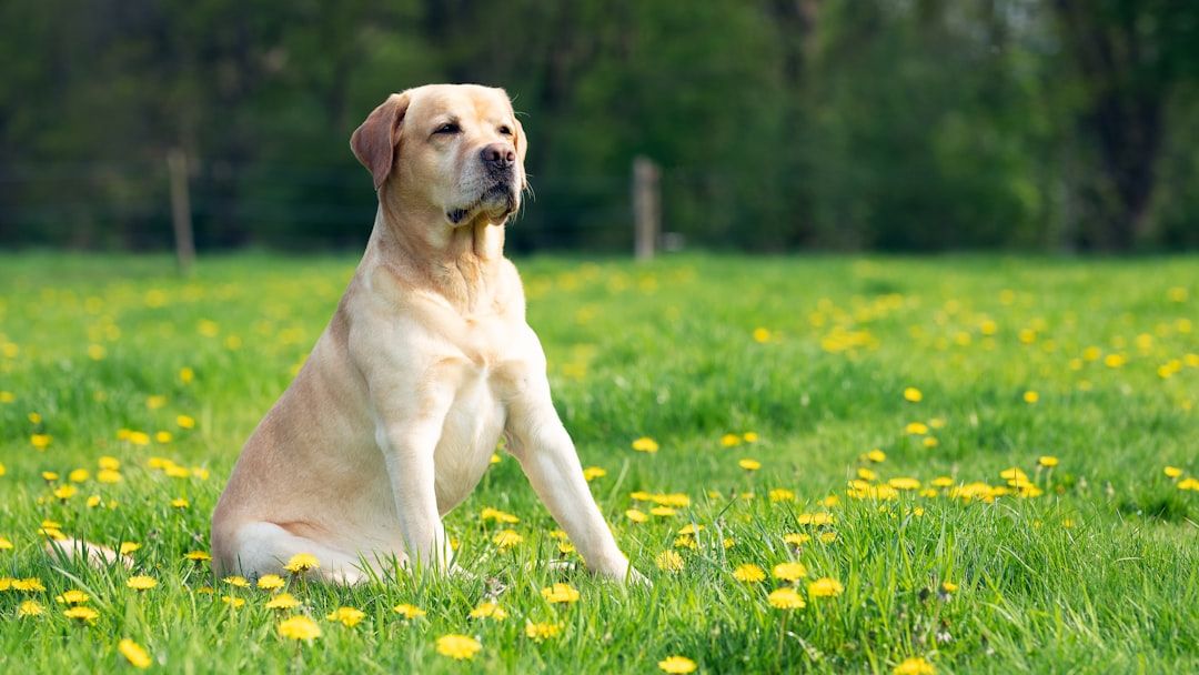 10 Dog Breeds That Match the Sensitive Nature of Water Signs