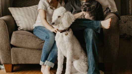 Which Zodiac Signs Struggle Most With Independent Dog Breeds